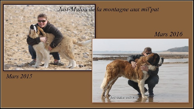 De La Montagne Aux Mil'pat - Mon gros nez a 16 mois, 1 an sépare ces 2 photos !!! 