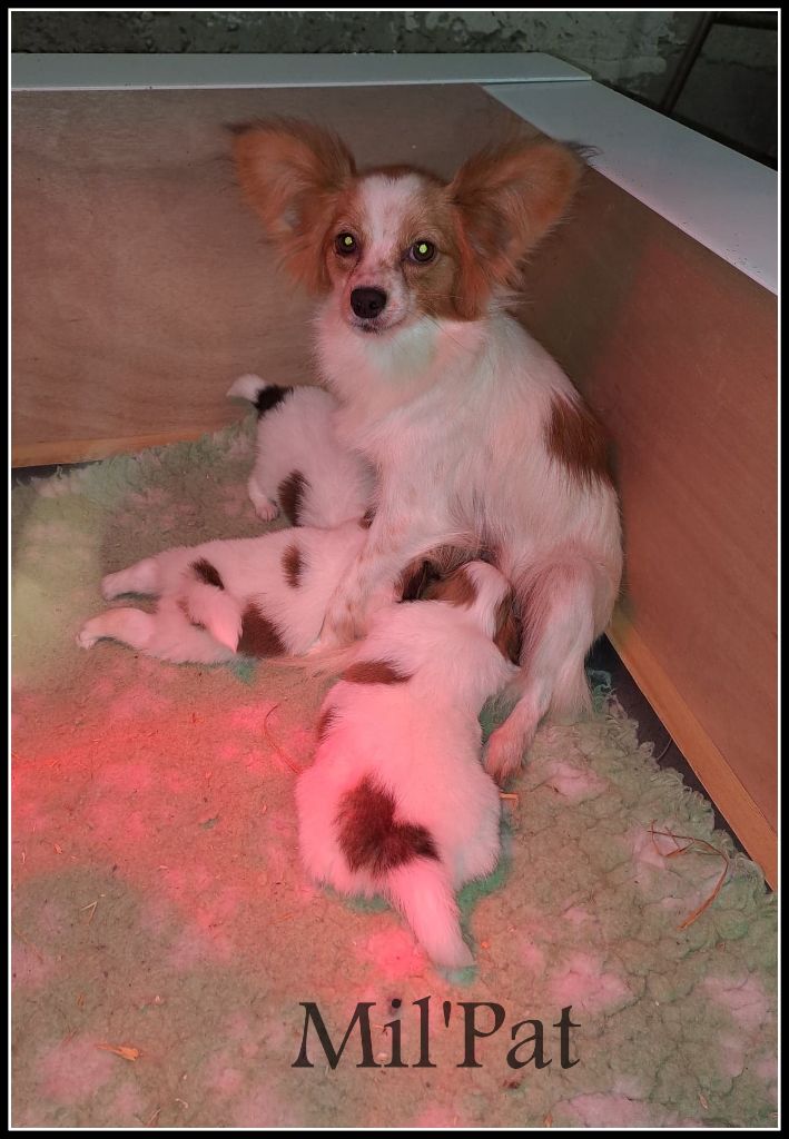 chiot Epagneul nain Continental (Papillon) De La Montagne Aux Mil'pat