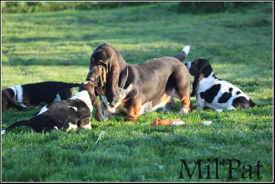 De La Montagne Aux Mil'pat - Basset Hound - Portée née le 06/09/2022