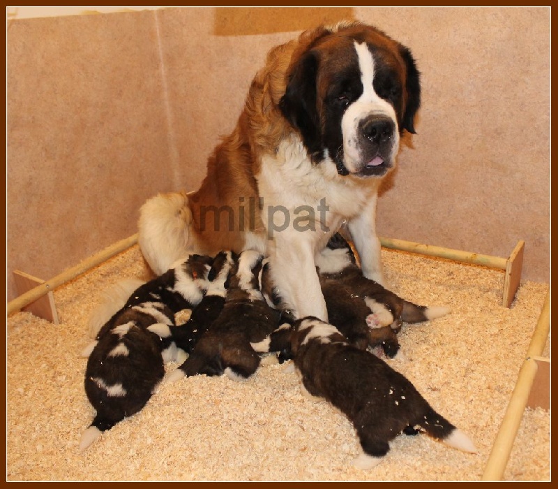 chiot Chien du Saint-Bernard De La Montagne Aux Mil'pat