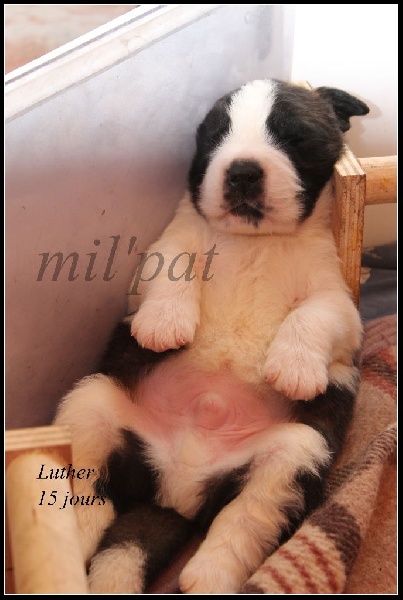 portée Hindy et Daiko 28/11/2015
