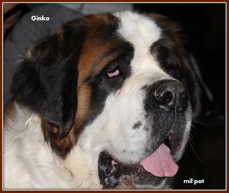 De La Montagne Aux Mil'pat - Chien du Saint-Bernard - Portée née le 26/10/2011