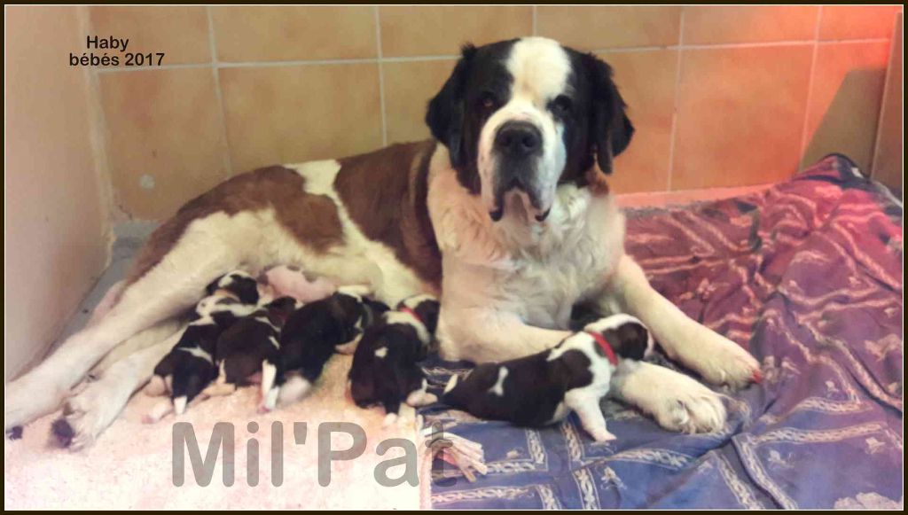Chiot Chien du Saint-Bernard De La Montagne Aux Mil'pat