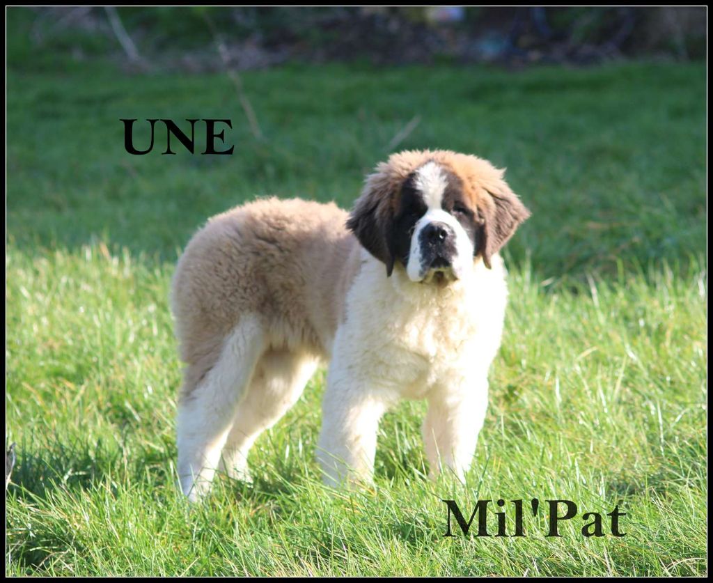 De La Montagne Aux Mil'pat - Chiots disponibles - Chien du Saint-Bernard